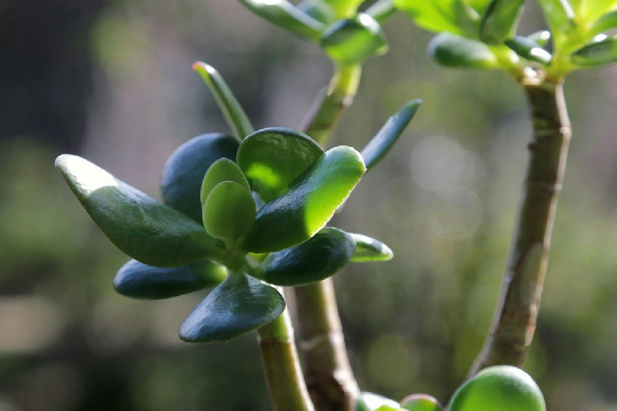 Dove collocare l’albero di Giada per favorirne una crescita sana: ambienti da evitare