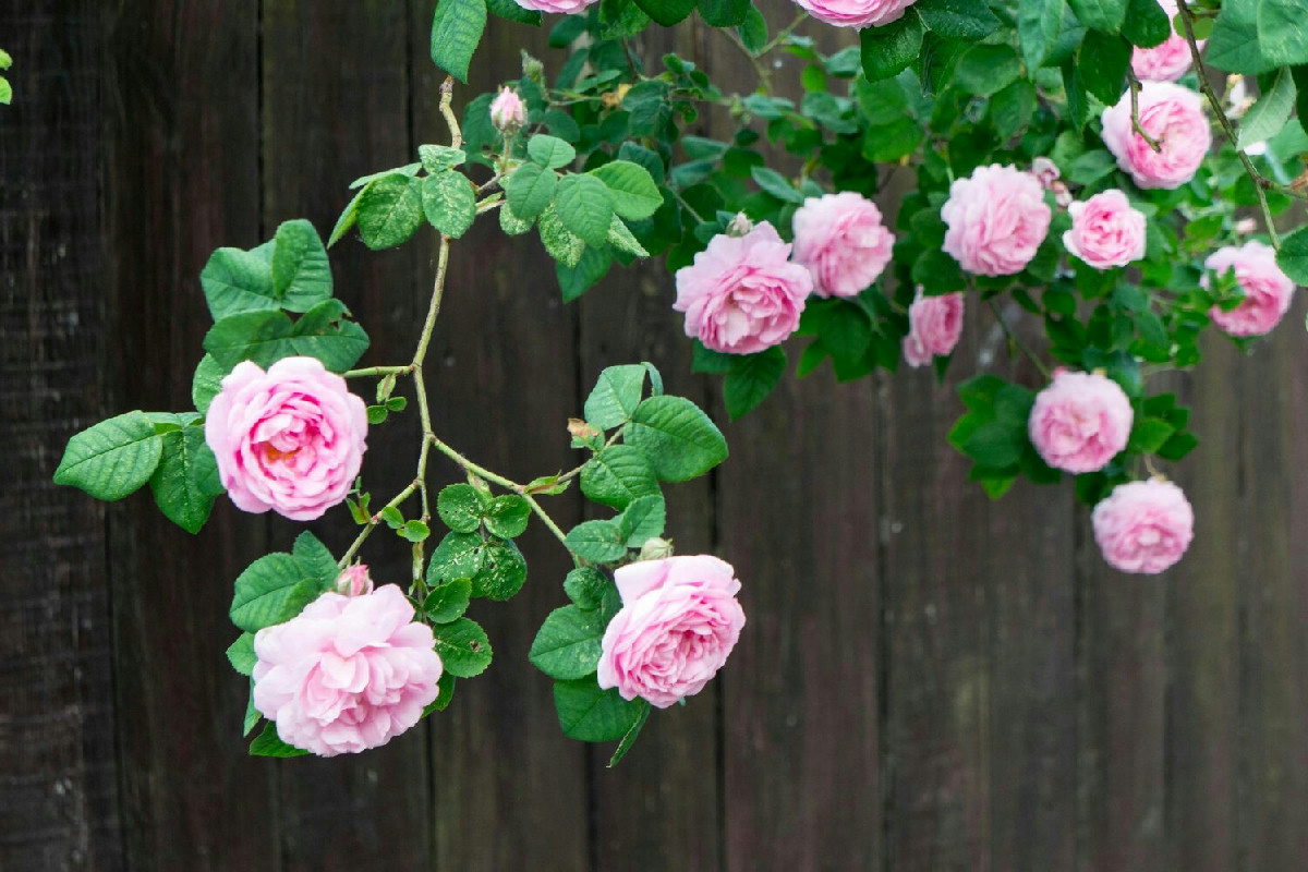 Finalmente rose rampicanti che colorano il tuo giardino per mesi, anche con il freddo polare