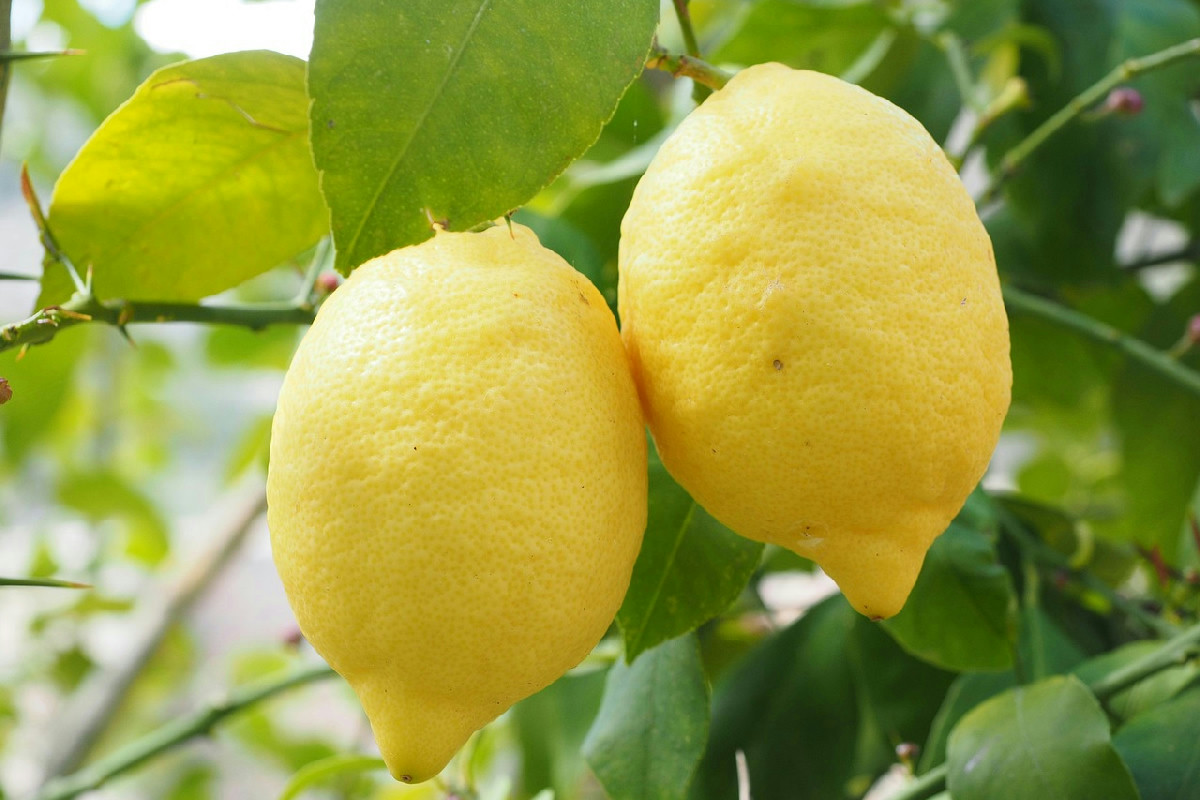 Scelta del fertilizzante perfetto per limoni per ottenere fioriture abbondanti e di qualità superiore