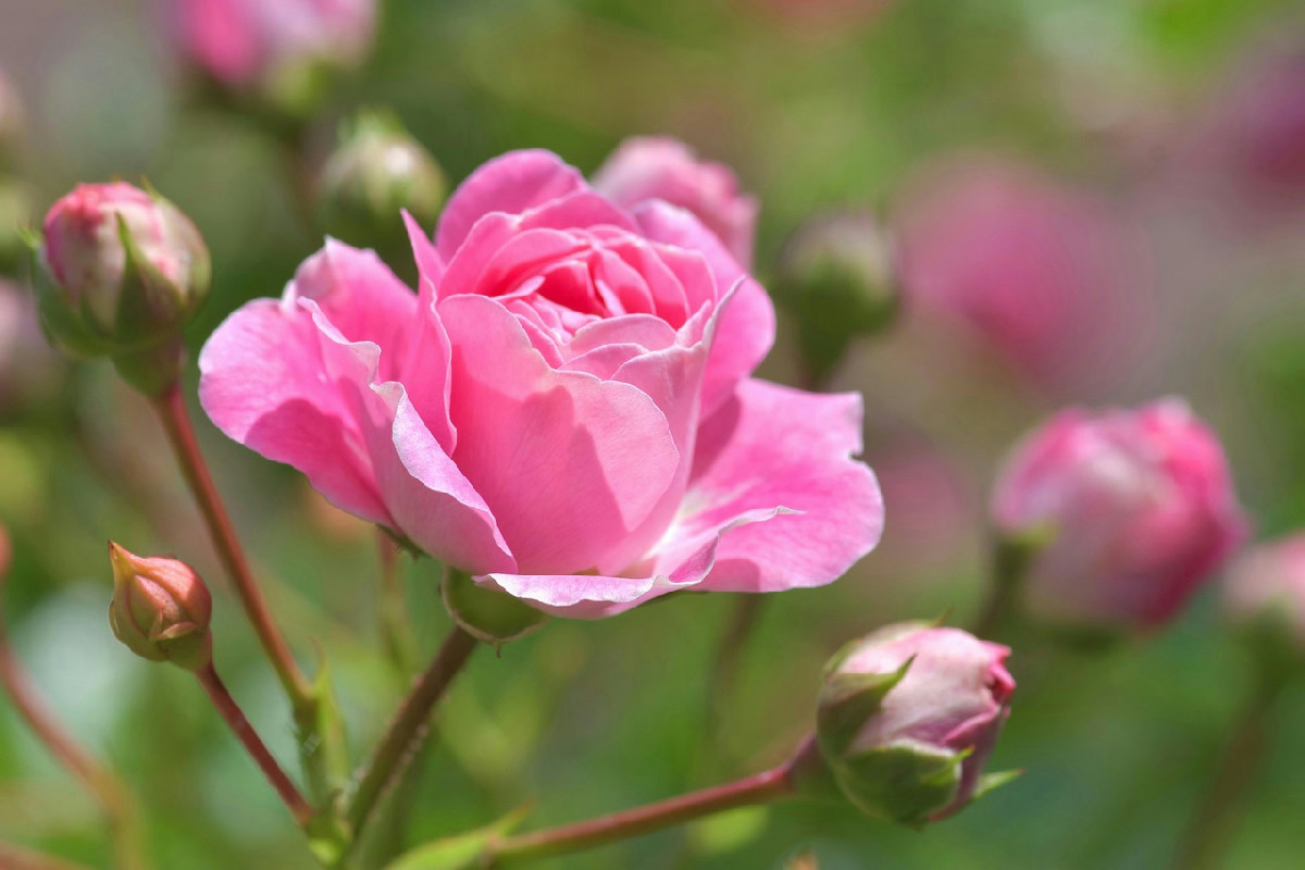 Segreti per curare le rose: consigli indispensabili per fioriture rigogliose e giardini vivaci