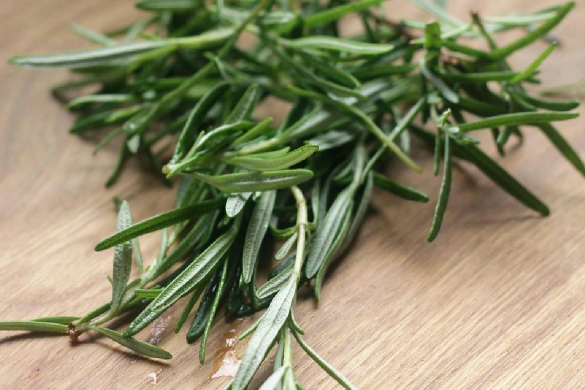 Tecniche efficaci per prevenire il marciume delle radici e mantenere sano il rosmarino